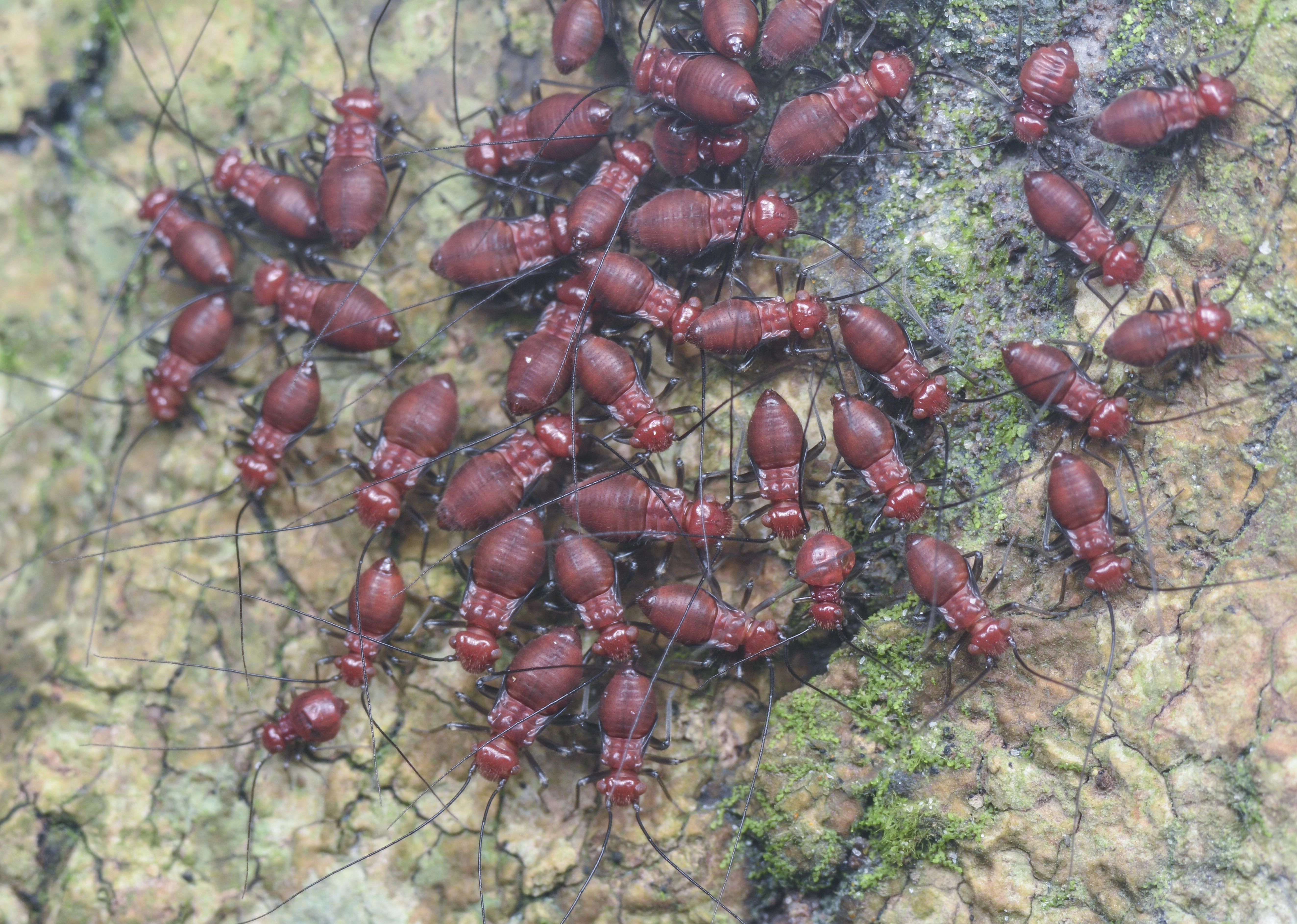 A clump of reddish brown booklice.