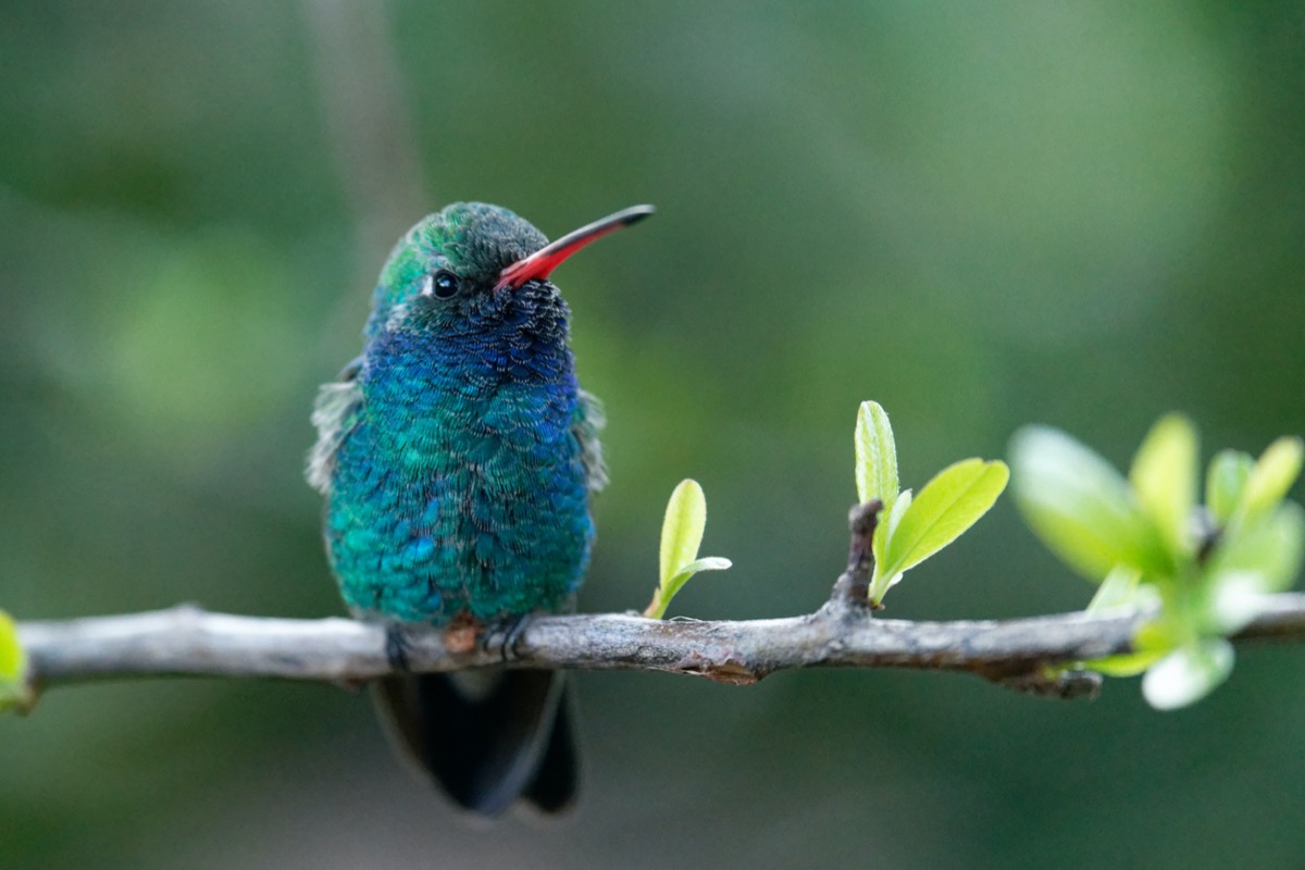 types of hummingbirds