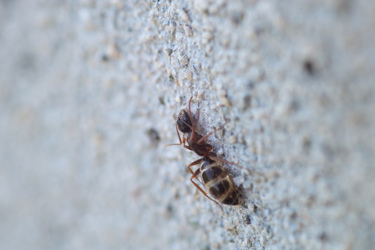 Carpenter ant on a pebbled wall background.