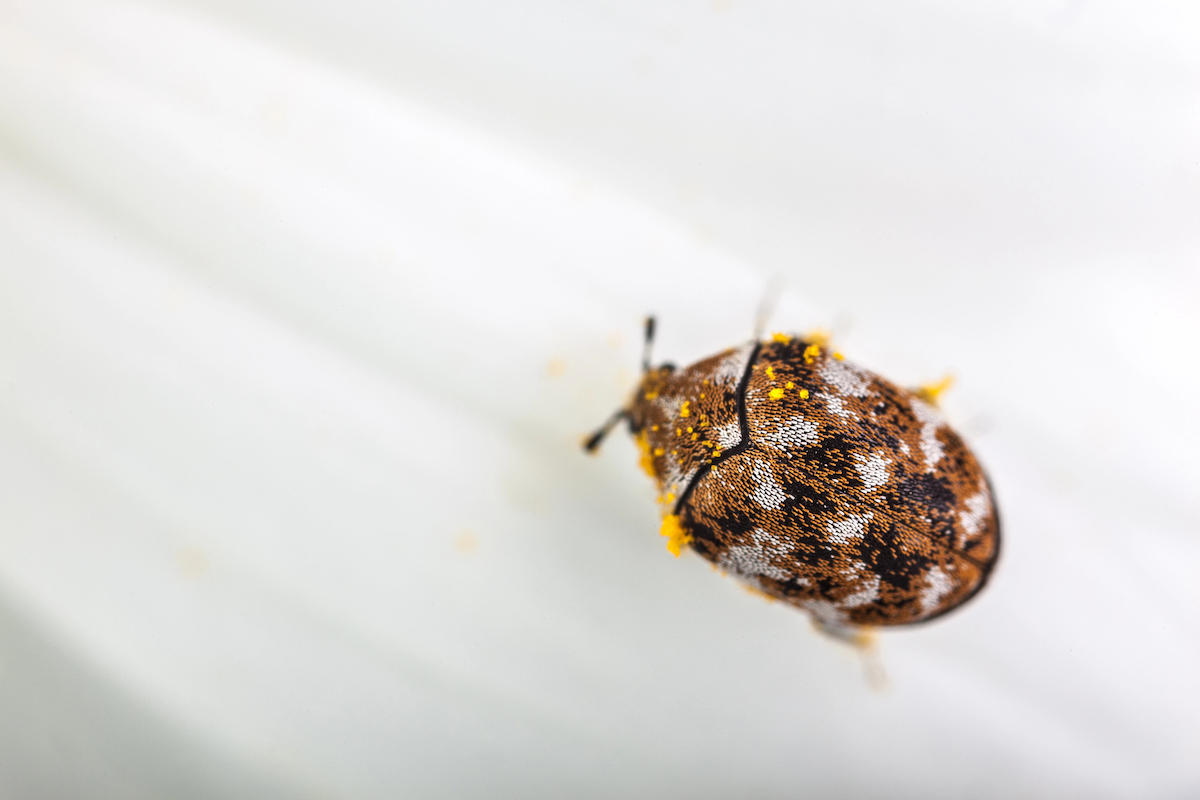 Macro photo of a varied carpet beetle on a white background.