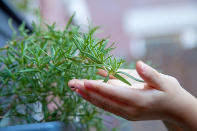 growing herbs outdoors