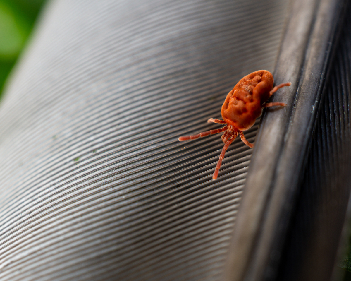 A closeup of a clover mite on a black surface.