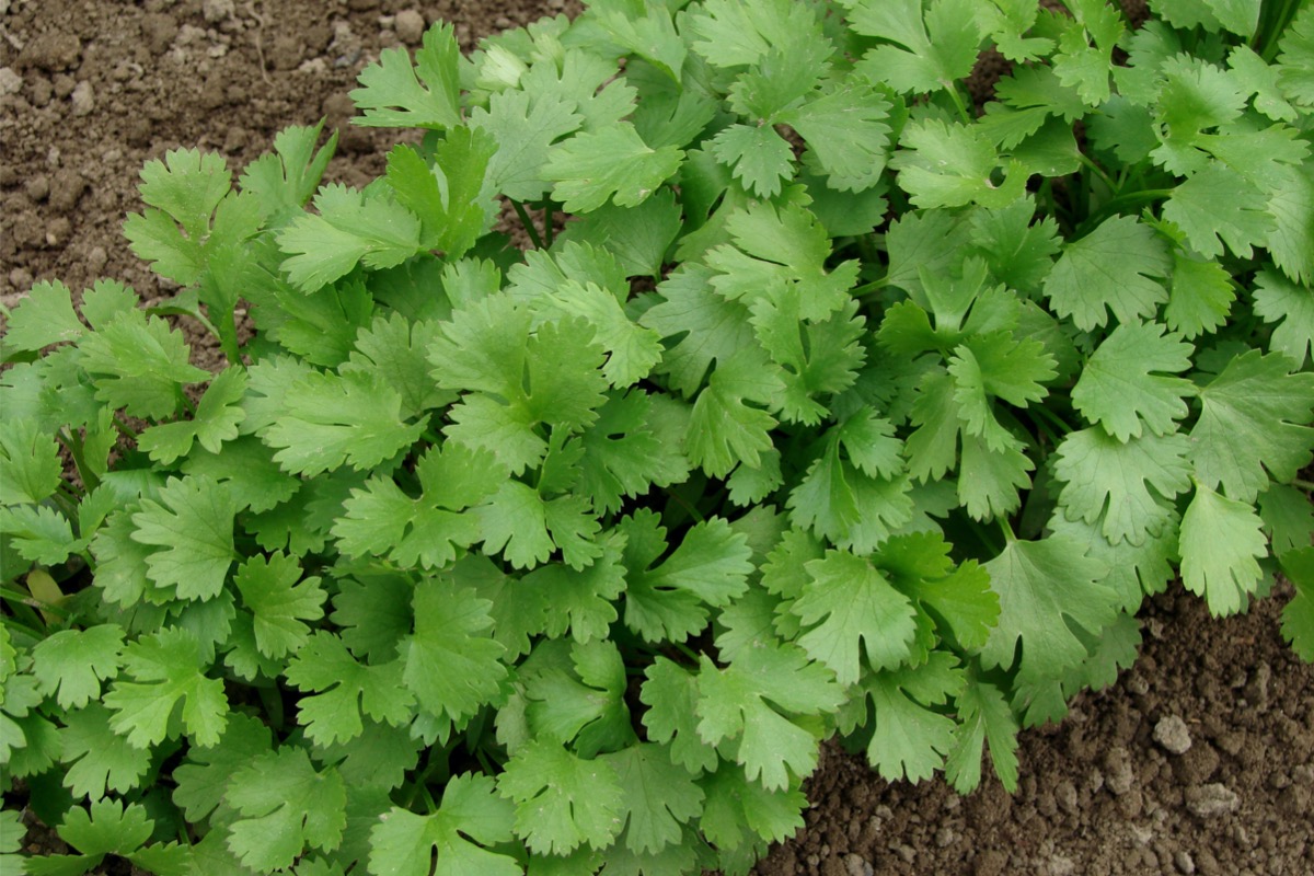 growing herbs outdoors