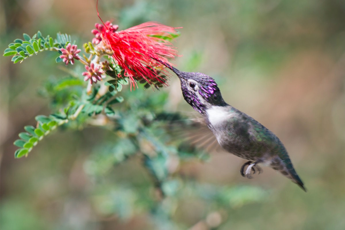 types of hummingbirds