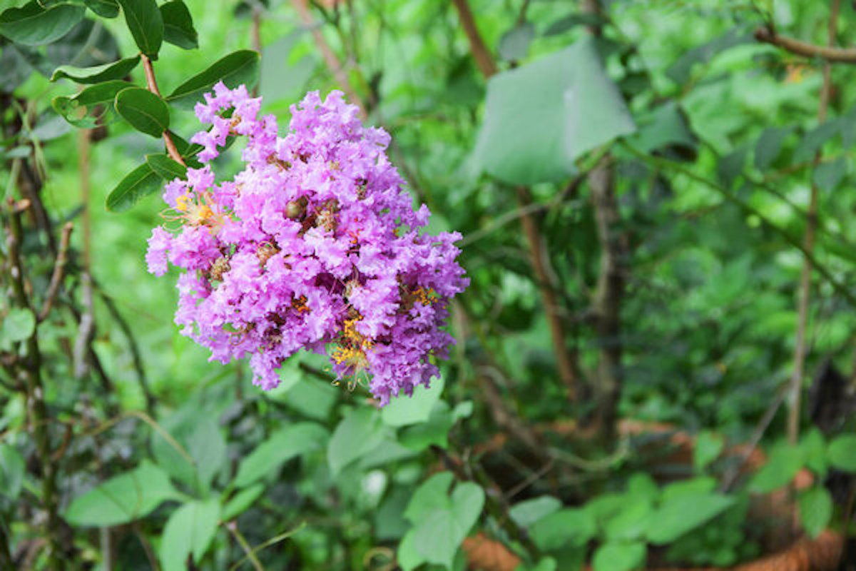 A crape myrtle shrub with a large cluster of purple flowers.