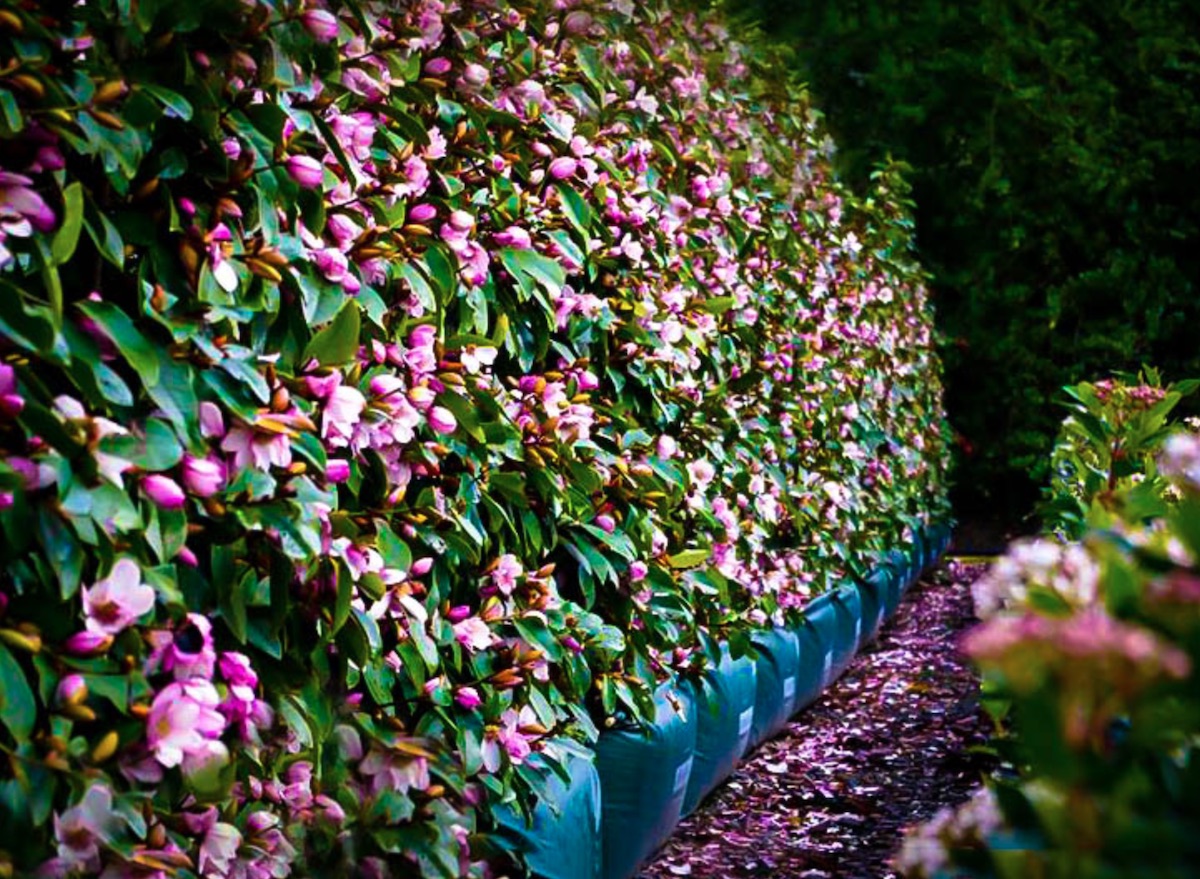 A wall of fairy magnolia shrubs with large pink flowers.