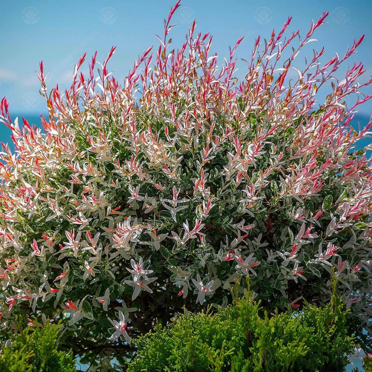 A large shrub with cream-white and pink flowers.