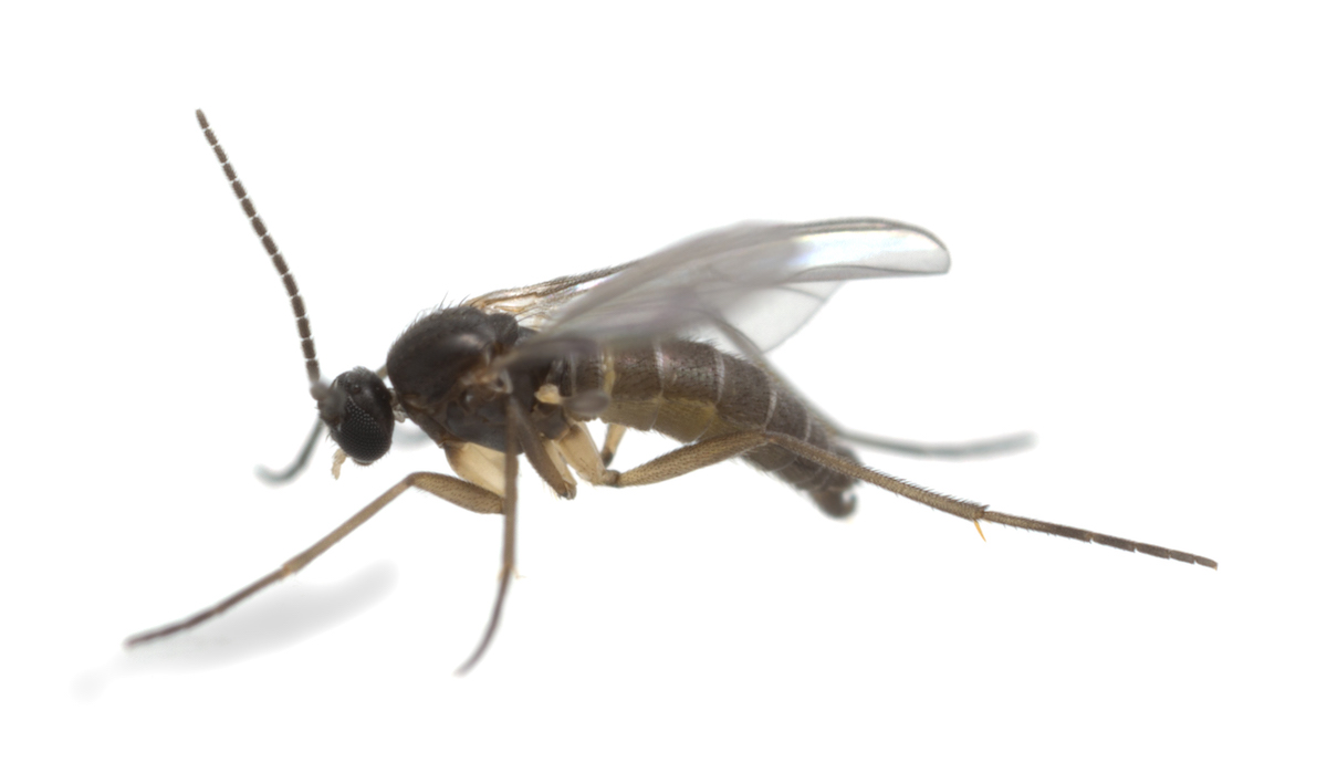 Closeup of a fungus gnat on a white background.