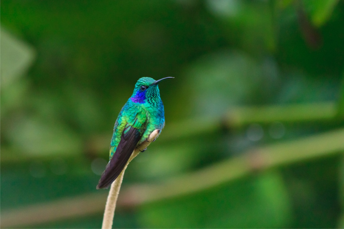 types of hummingbirds