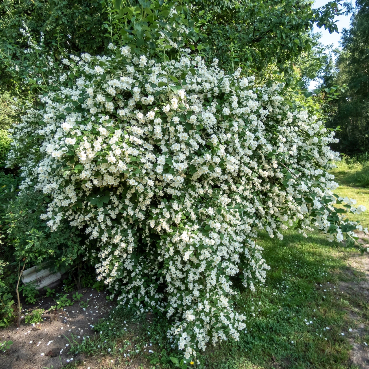 Large mock orange shrub with many white flowers.