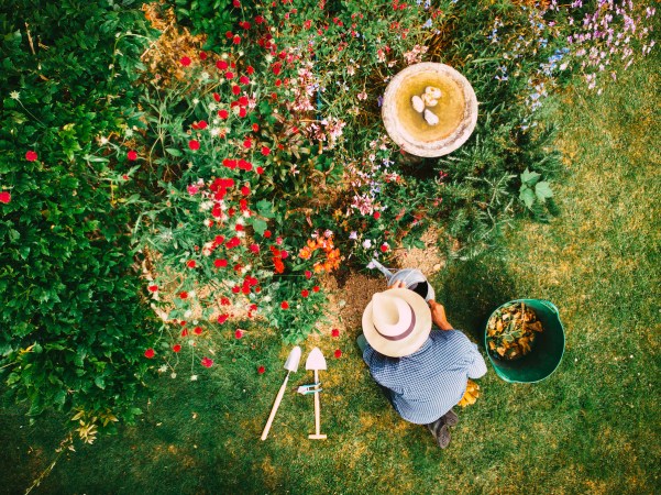 Aerial view, depicting man wearing straw hat and check shirt, watering a colorful flowerbed on his garden lawn.