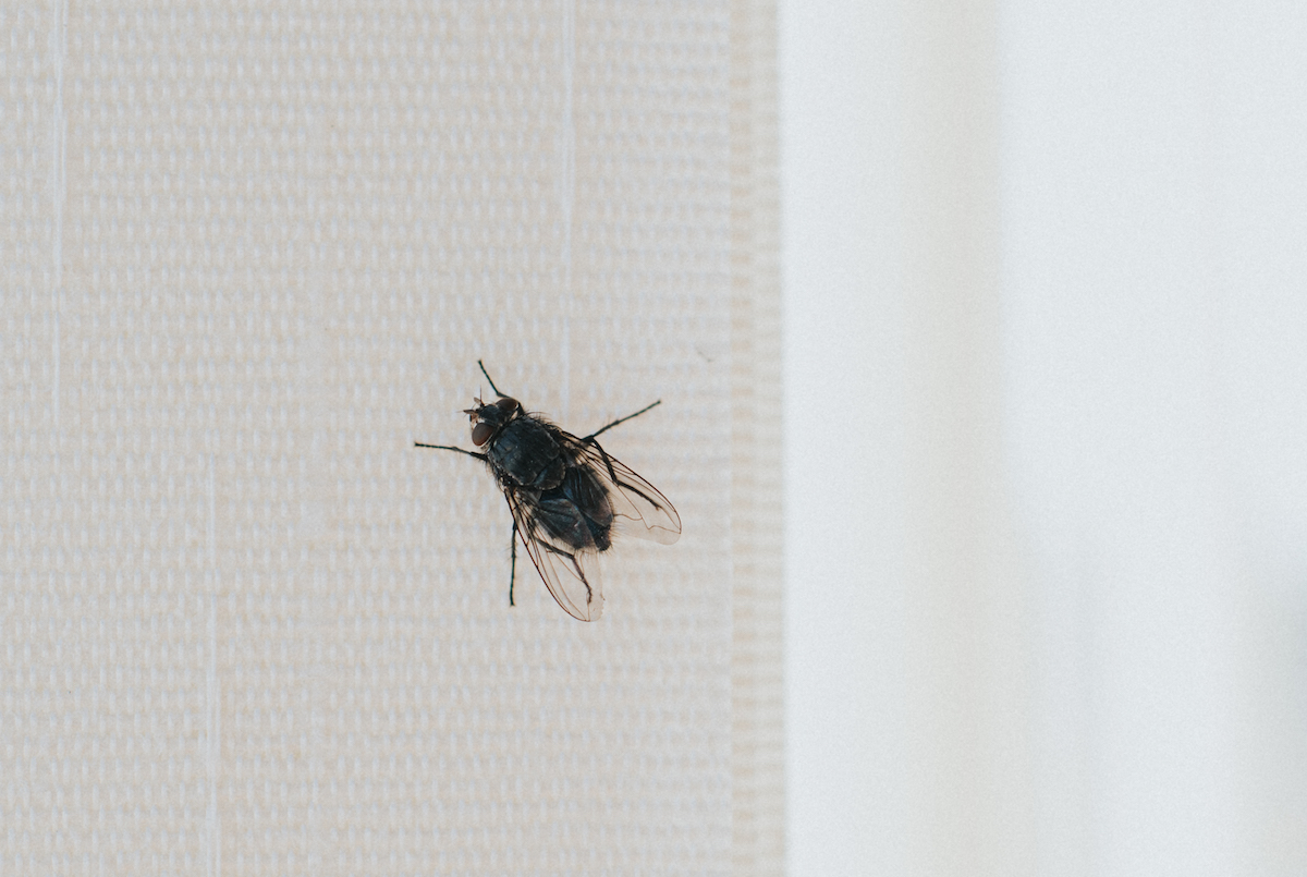 A black fly sitting on a white interior blind.