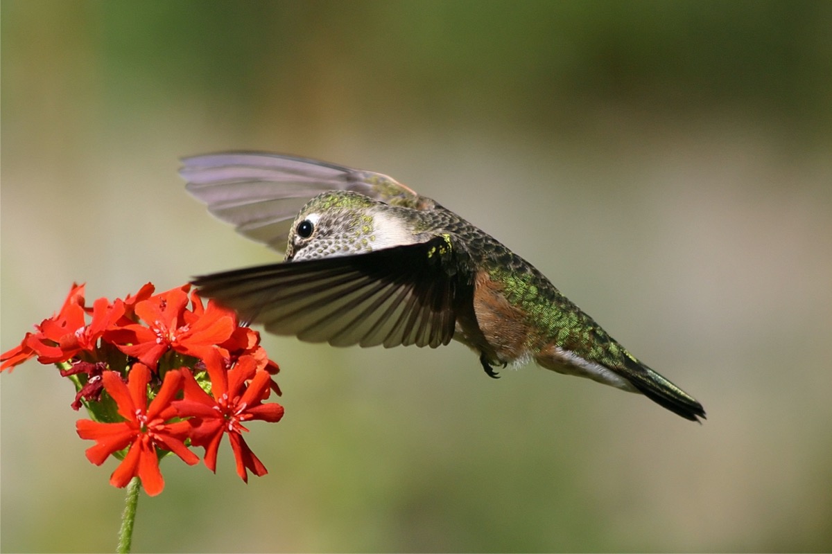 types of hummingbirds