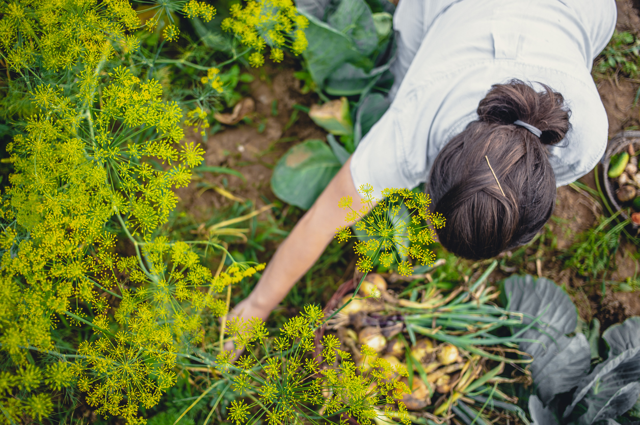 companion planting