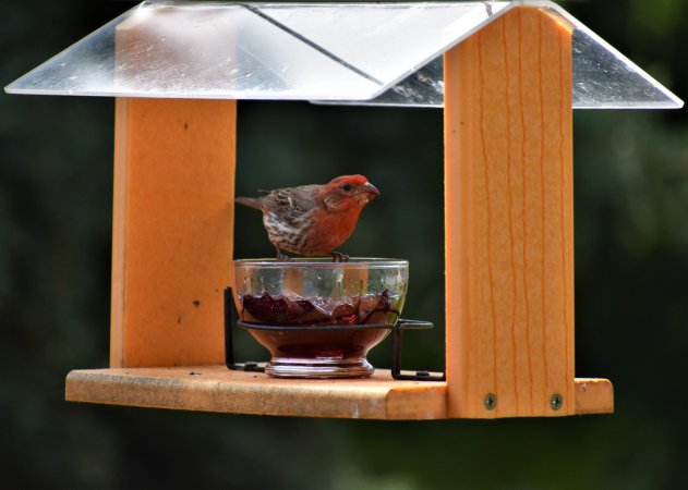 The Best Place to Hang Bird Feeders