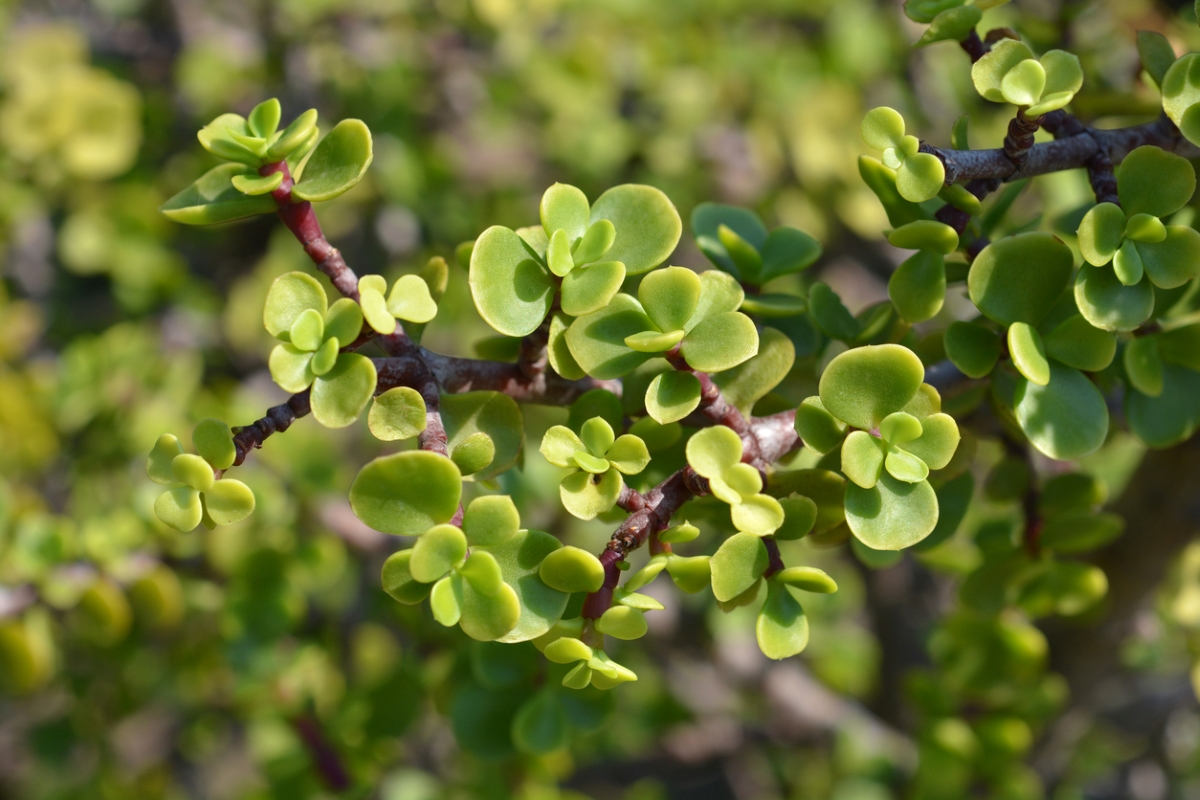 Close up of round elephant bush succulent leaves.