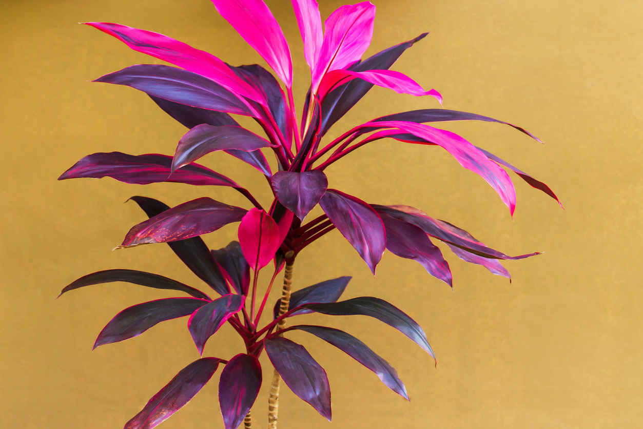 A bright pink cordyline plant in front of a yellow background.