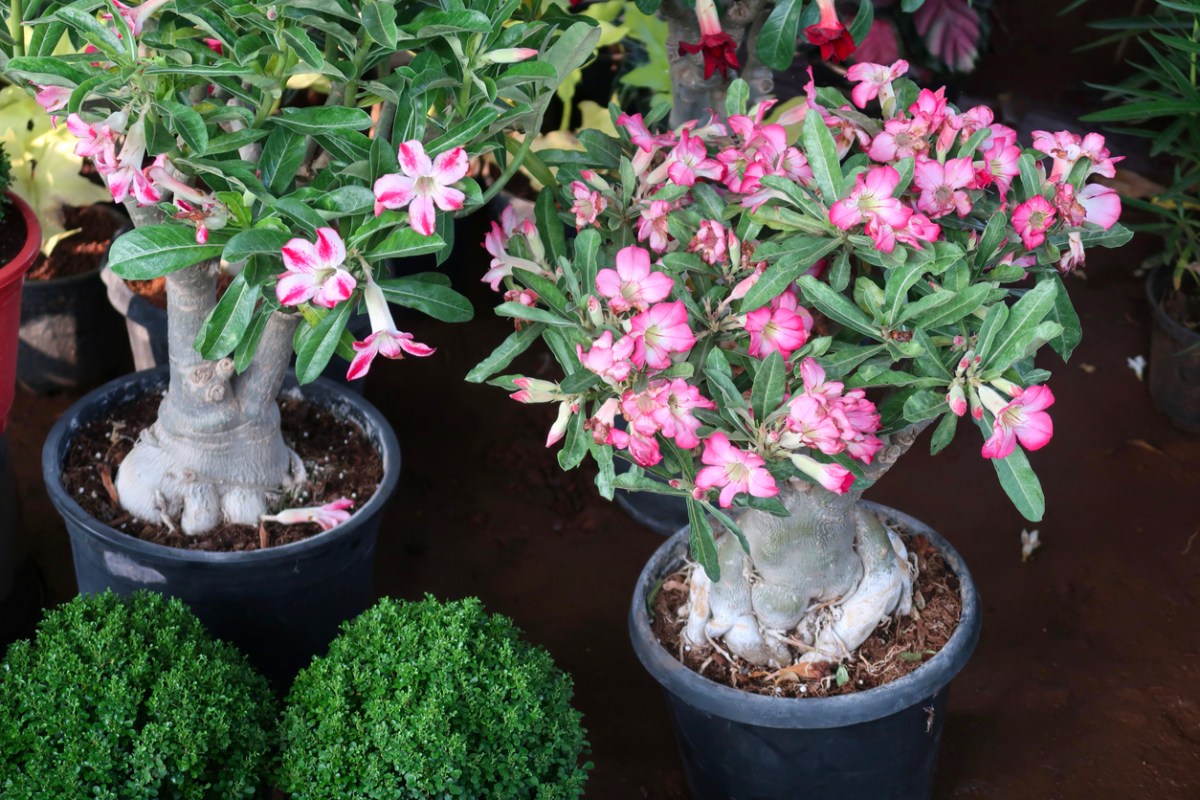 12 Lucky Plants Worth Bringing Into Your Home - Bob Vila