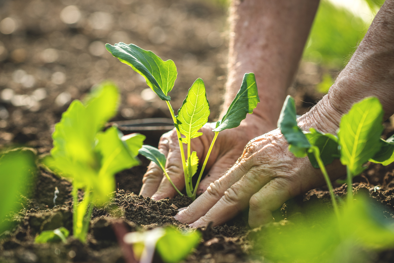 companion planting