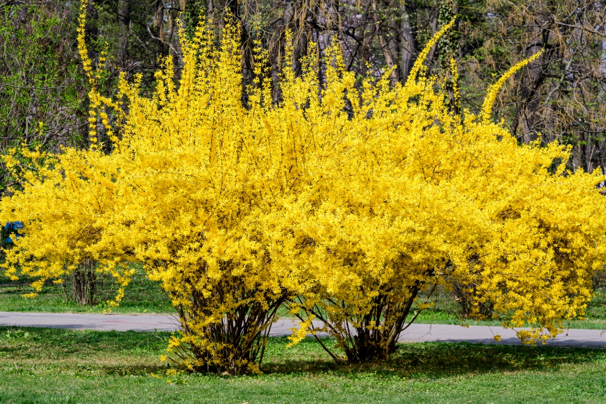 Two tall shrubs with yellow flowers.