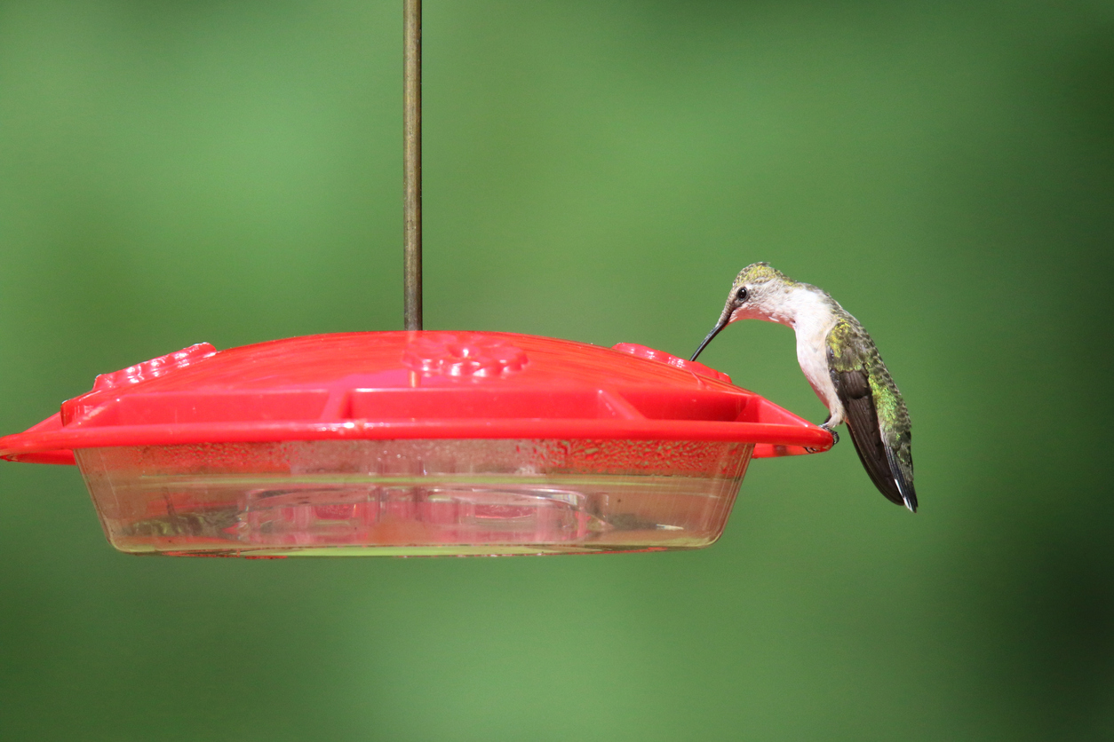 The Best Place to Hang Bird Feeders in Your Backyard - Bob Vila