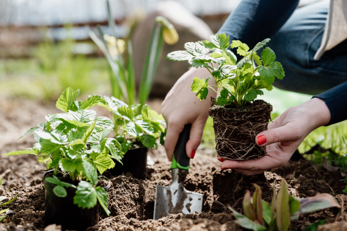 companion planting