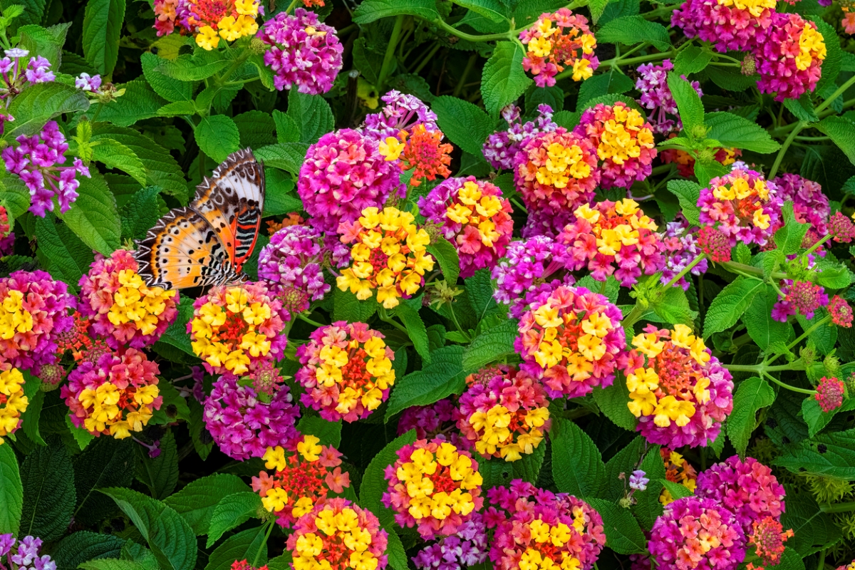Butterfly with large clusters of pink and yellow lantana flowers.