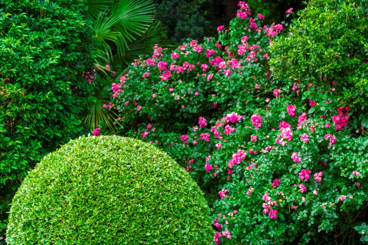 A view of a round green shrub with flowering pink shrubs in the background.