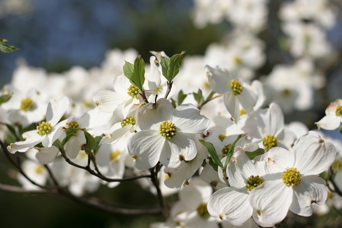 Close up of white flowers on dogwood shrub.