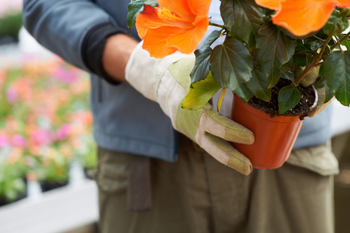 hibiscus care