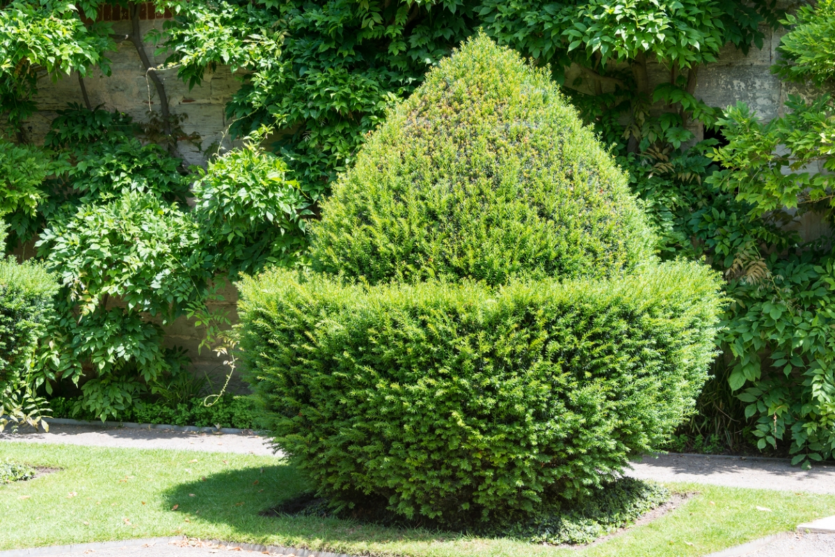 A large green shrub in the shape of an acorn.