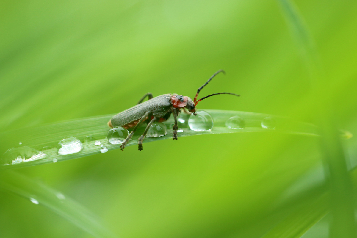 how to attract fireflies