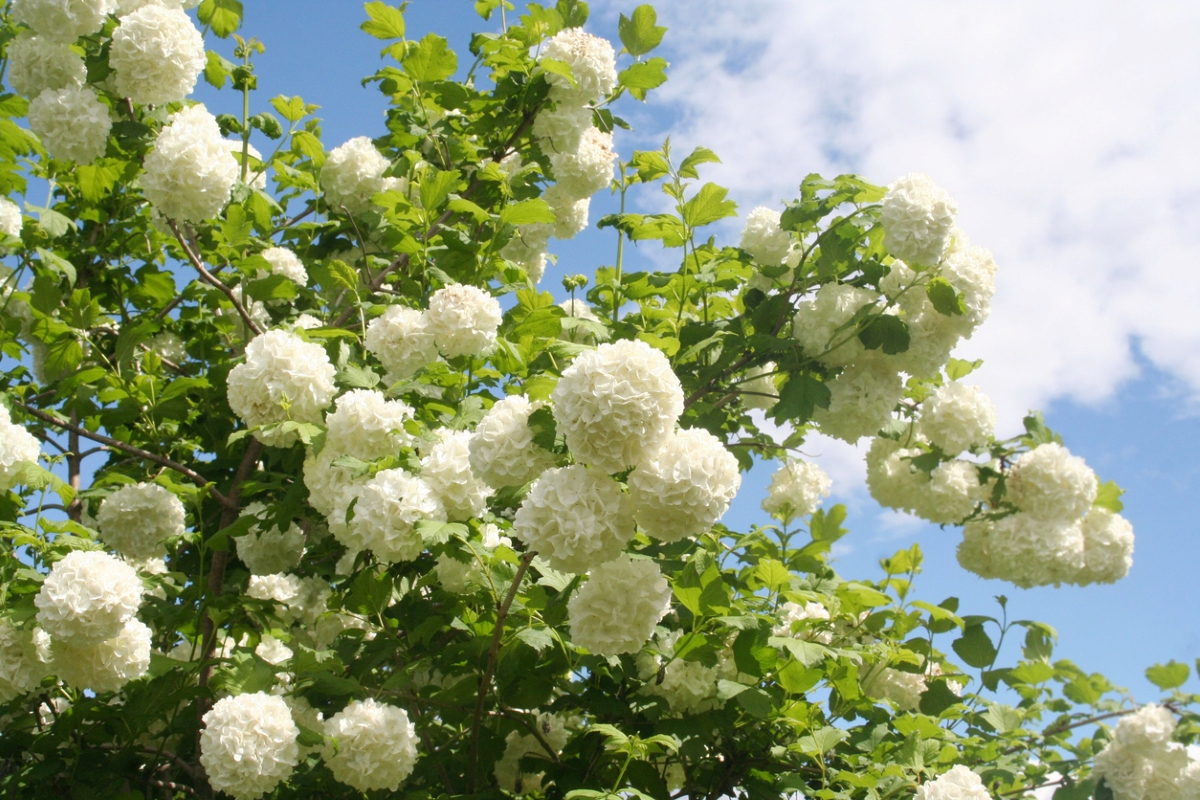 A large shrub with snowball shaped cluster of white flowers.