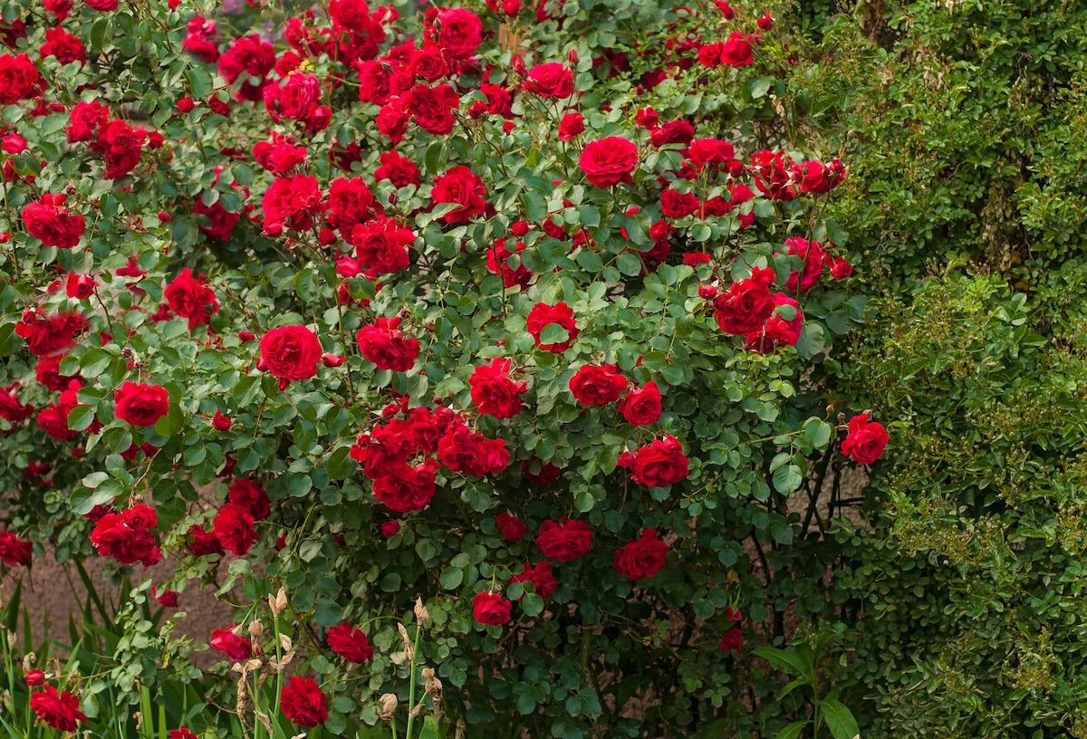 A large shrub of red roses.