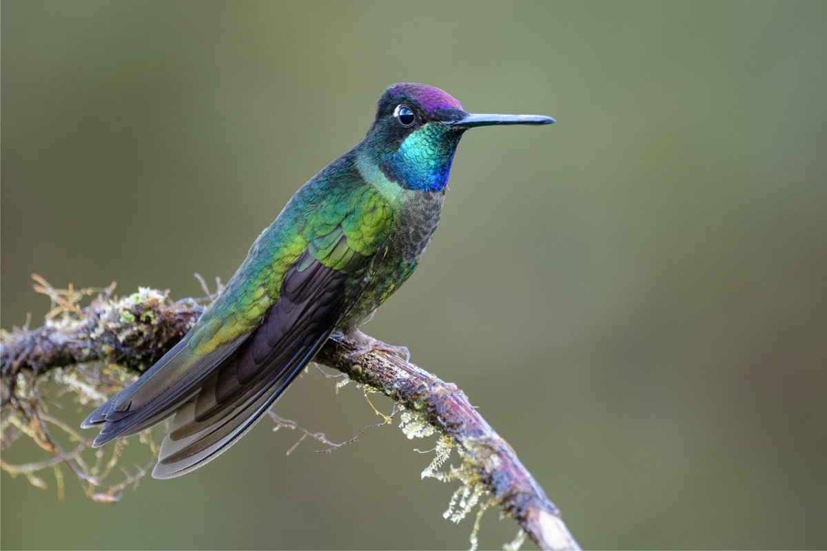 types of hummingbirds