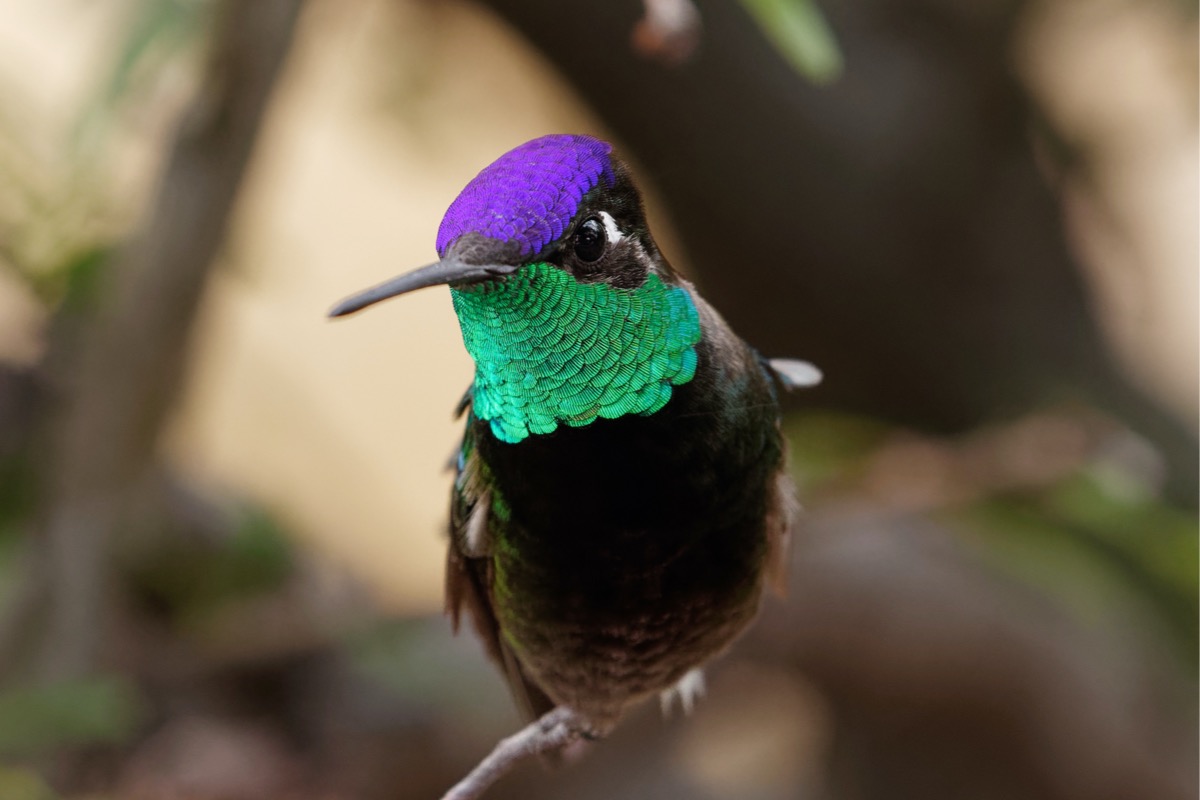 types of hummingbirds