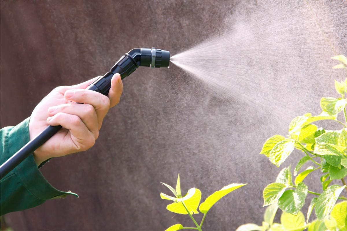 Person spraying plant with water distributed by hose spray wand.