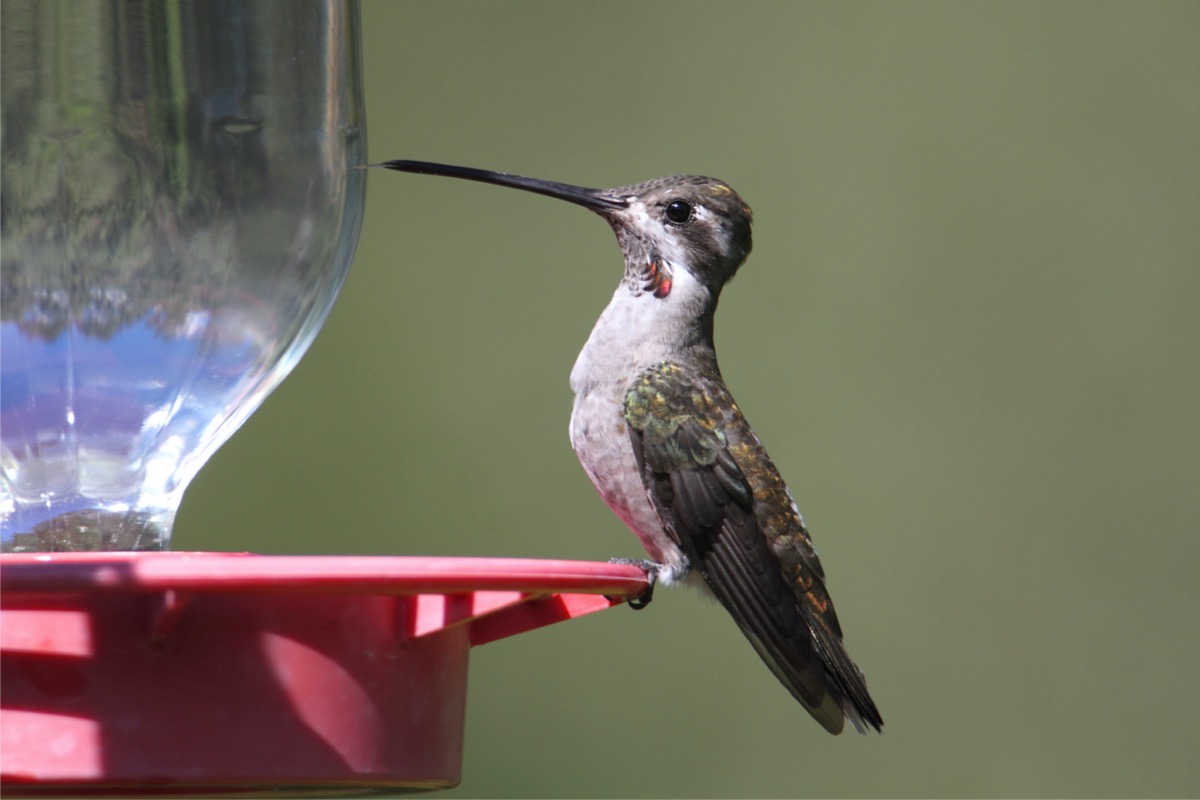 types of hummingbirds