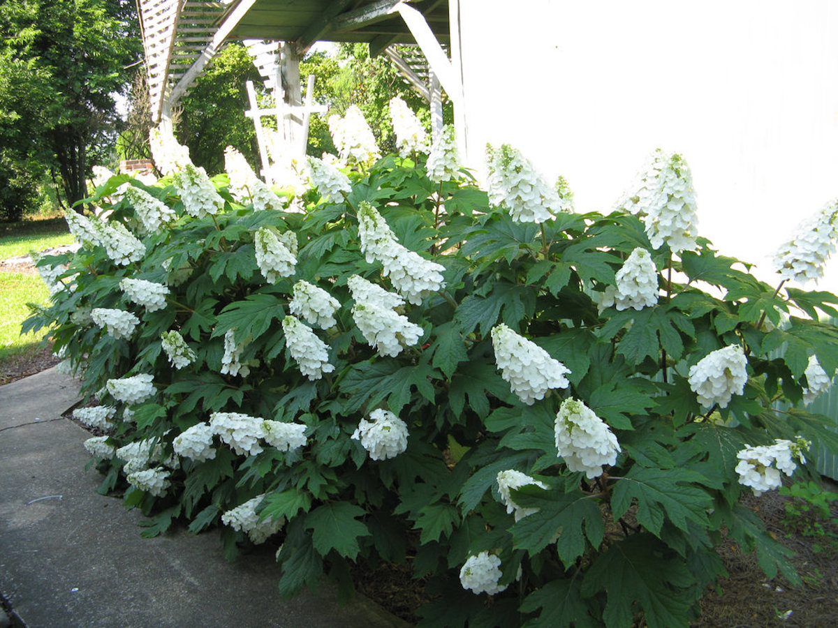 A large oakleaf hydrangea shrub with long, cone-shaped clusters of white flowers.