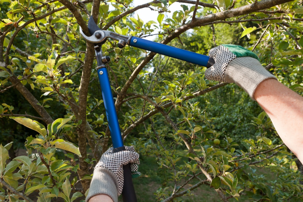 Person wearing garden gloves using loppers to prune a branch.