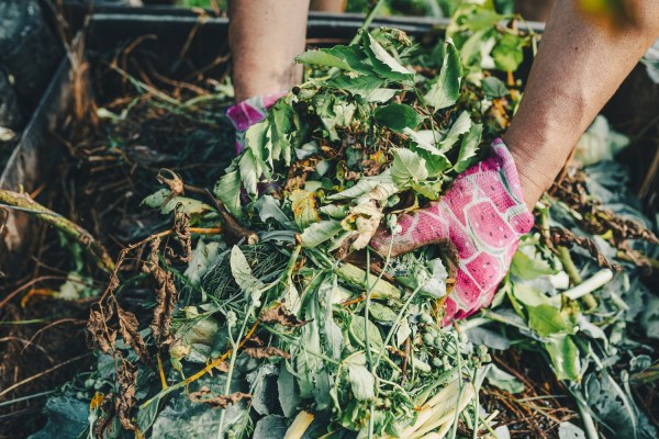 The Best Worm Composters - Bob Vila