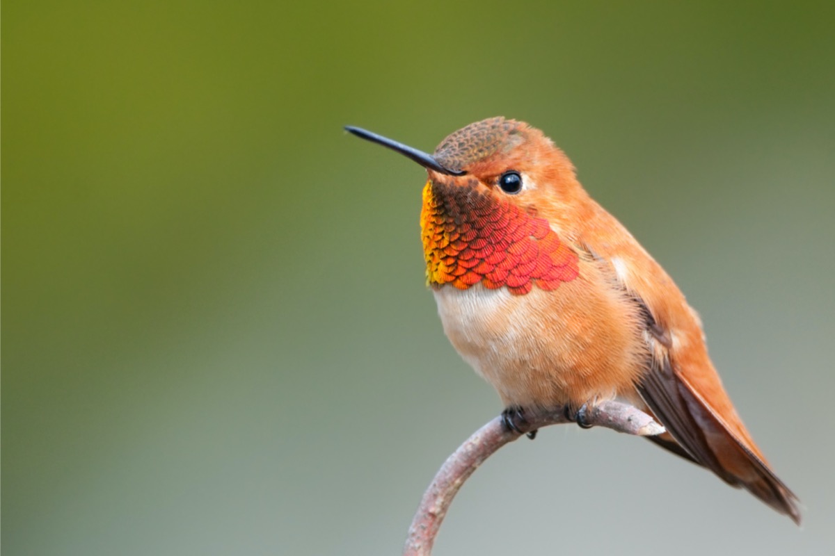 types of hummingbirds