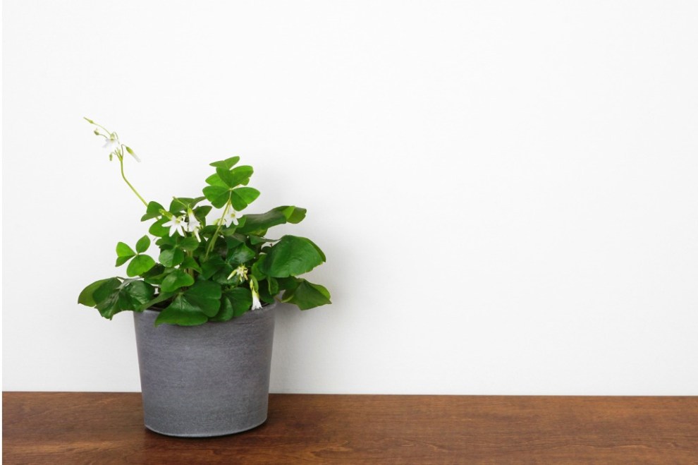 12 Lucky Plants Worth Bringing Into Your Home - Bob Vila