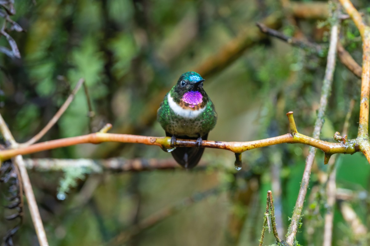 types of hummingbirds