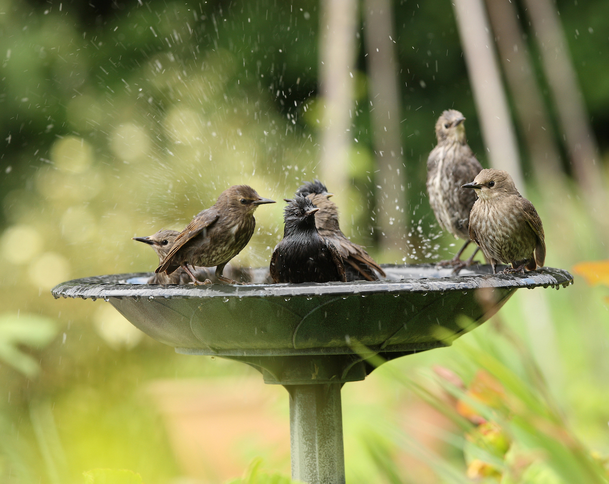 A group of starlings enjoying a bird bath.