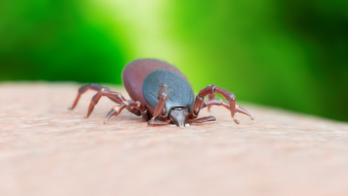 Tick Bite ER Visits and Infections Surge to Record Levels, With the Northeast Recording the Worst Season in Years