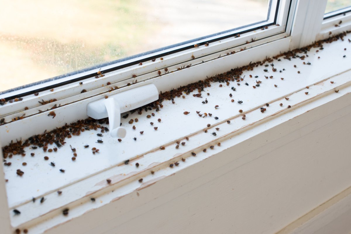 Tiny black bugs near a window.