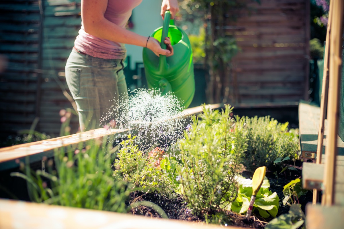 growing herbs outdoors