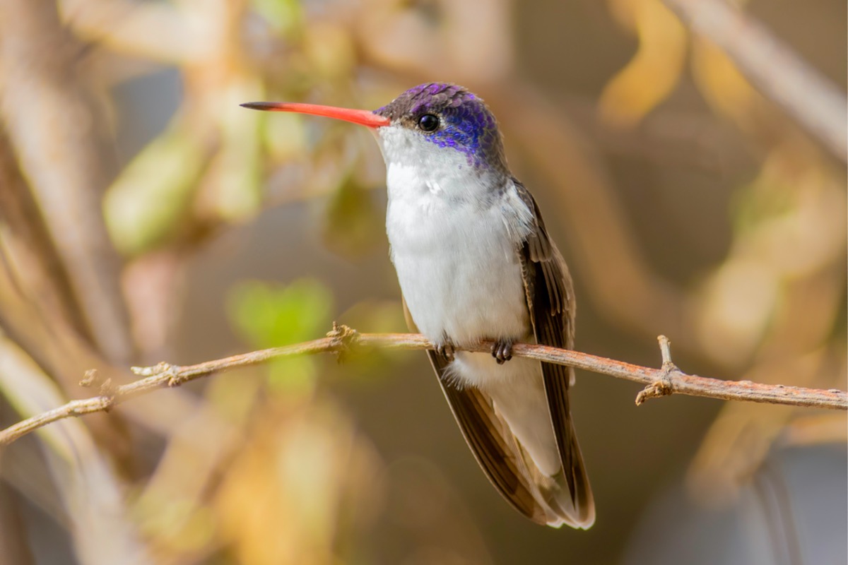 types of hummingbirds