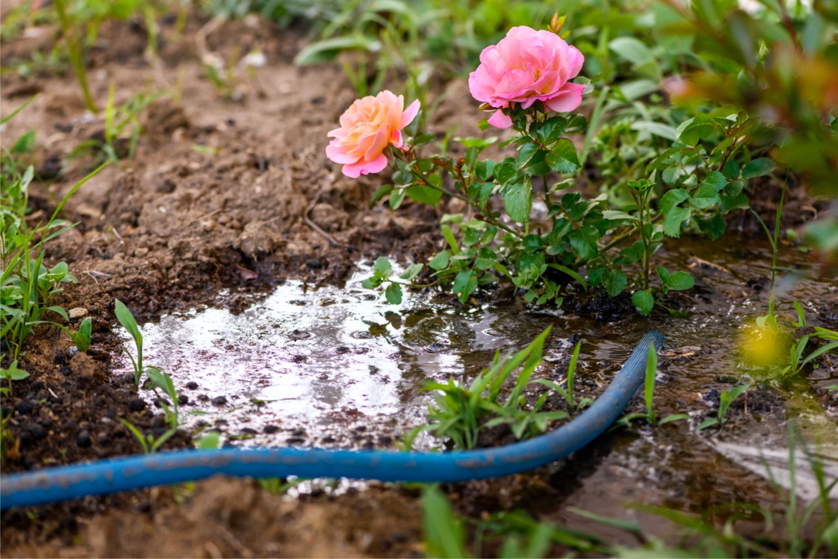 Watering pink rose bushes with a garden hose, water pooling around the bush.